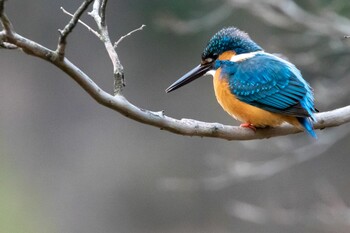 Common Kingfisher 多摩市 Sun, 2/13/2022