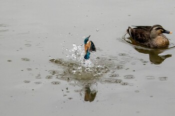 Common Kingfisher 多摩市 Sun, 2/13/2022