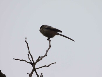 Silver-throated Bushtit 奥林匹克森林公園(北京) Sat, 2/12/2022