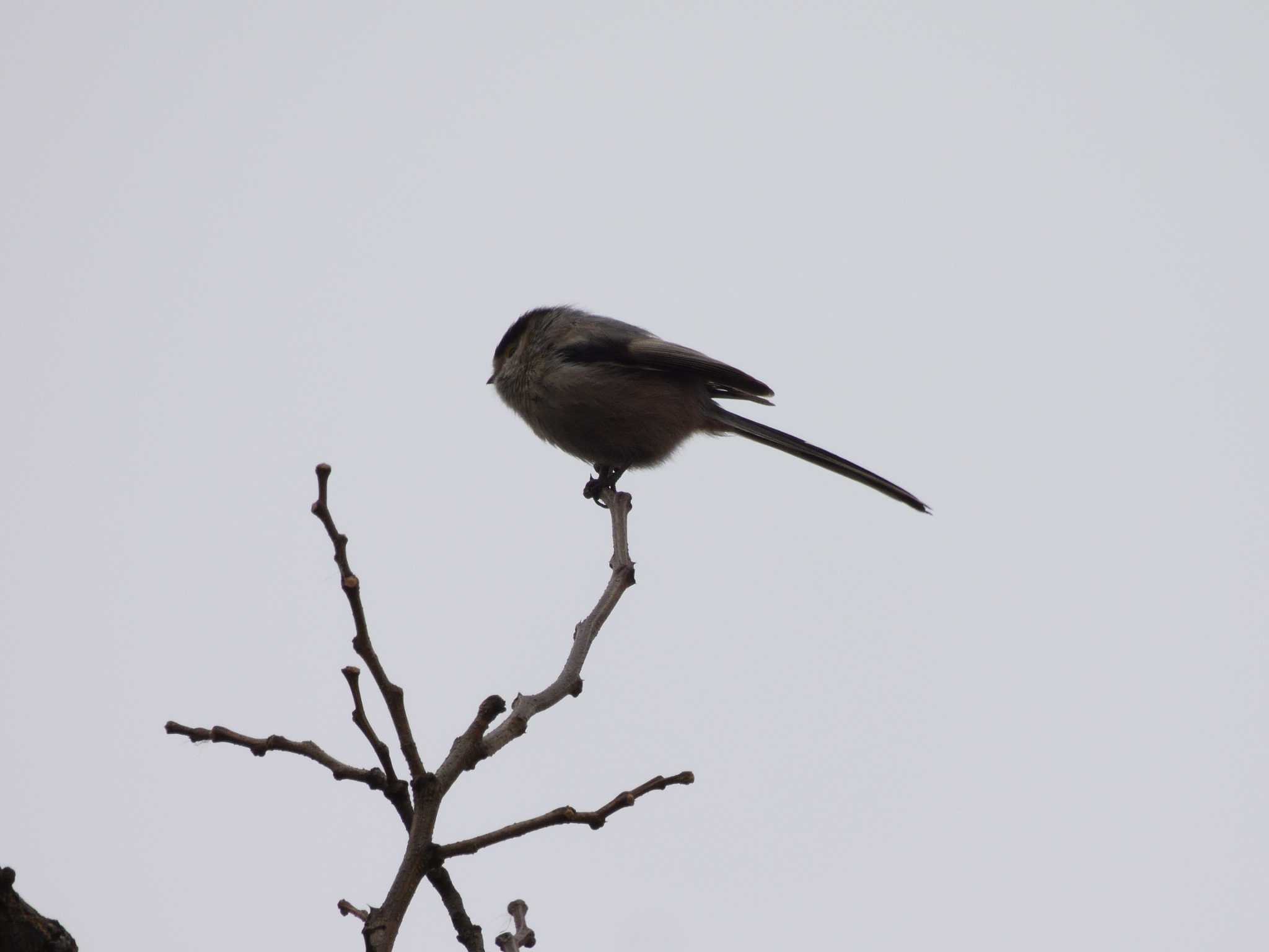 Silver-throated Bushtit