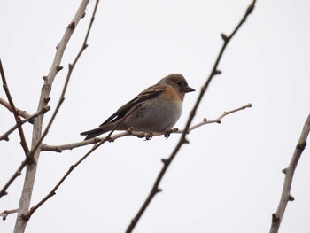 Brambling 奥林匹克森林公園(北京) Sat, 2/12/2022