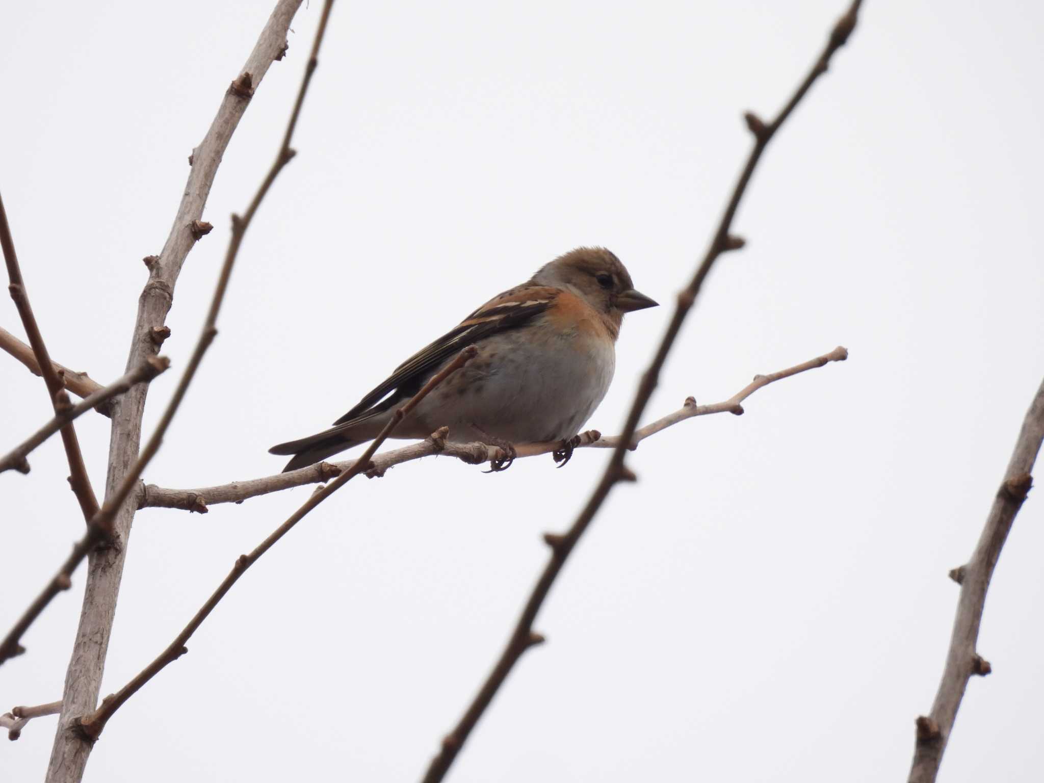 Brambling