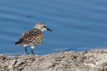 Red-necked Stint 三重県 Sat, 9/2/2017