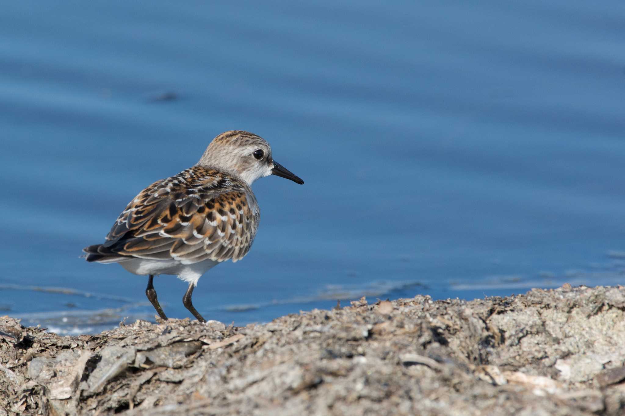 Photo of Red-necked Stint at 三重県 by 倶利伽羅