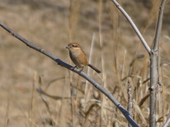 2022年2月12日(土) 池子の森自然公園の野鳥観察記録