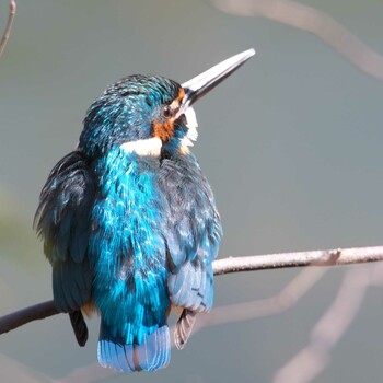 Common Kingfisher 吹田市 Sat, 2/5/2022