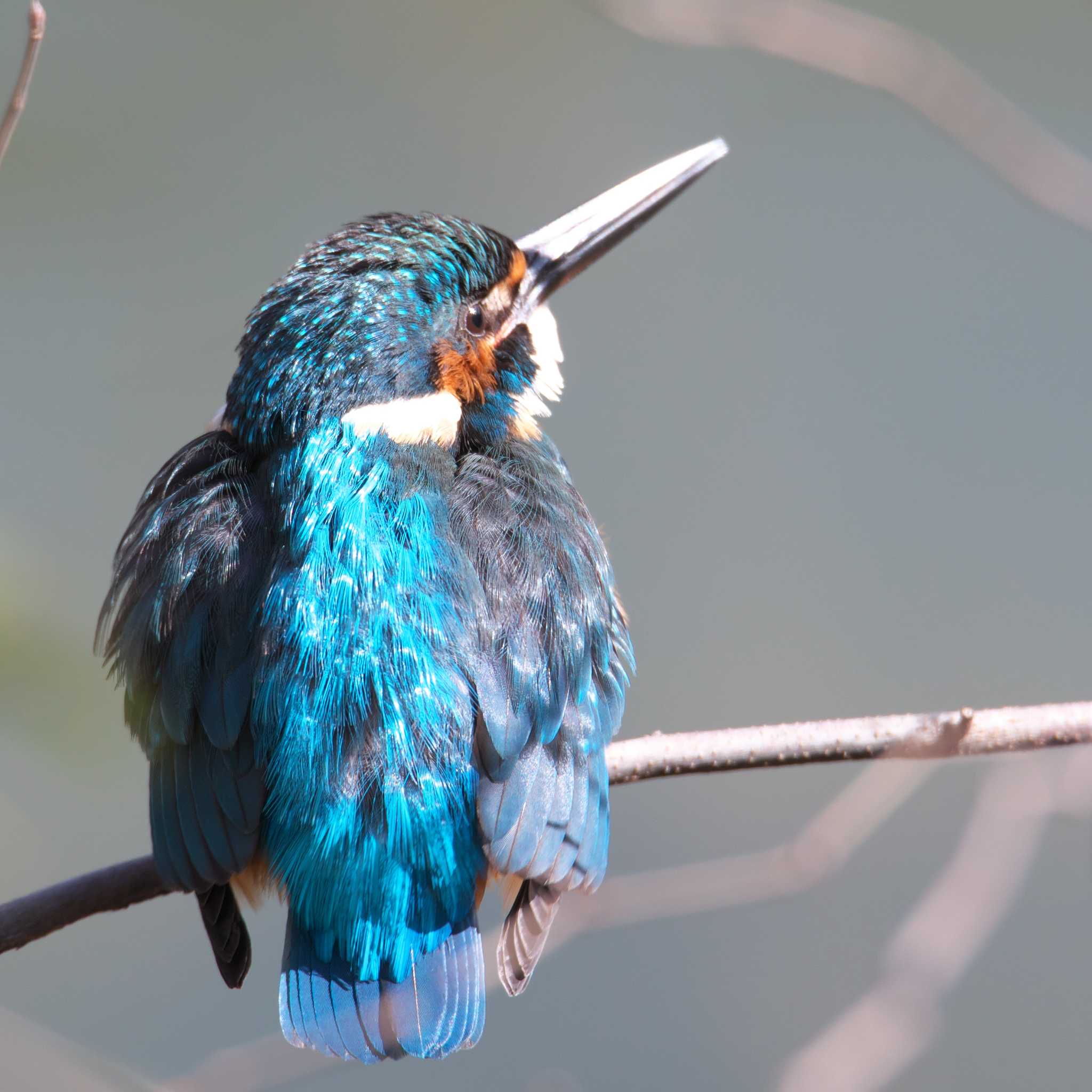 Photo of Common Kingfisher at 吹田市 by img.tko.pict