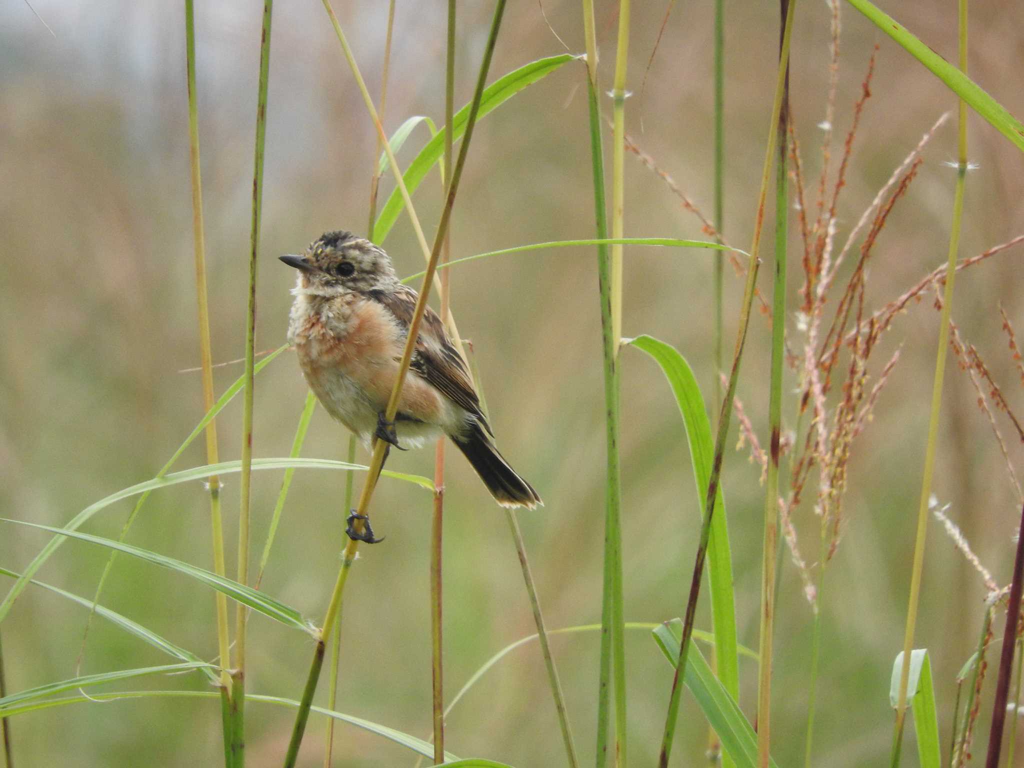 Amur Stonechat