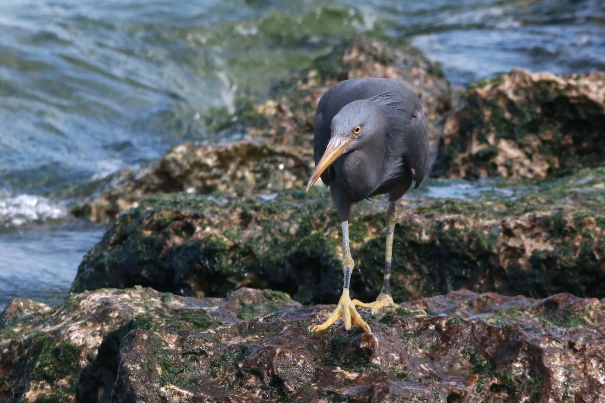 沖縄県 クロサギの写真 by まみっち