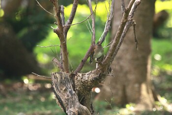 2022年2月11日(金) 沖縄県の野鳥観察記録