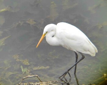 2022年2月13日(日) 埼玉県の野鳥観察記録