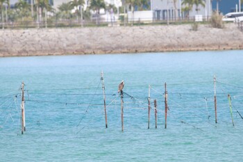 ミサゴ 沖縄県 2022年2月11日(金)