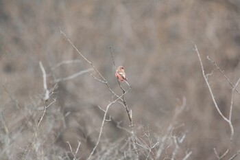 Siberian Long-tailed Rosefinch Unknown Spots Sun, 2/13/2022