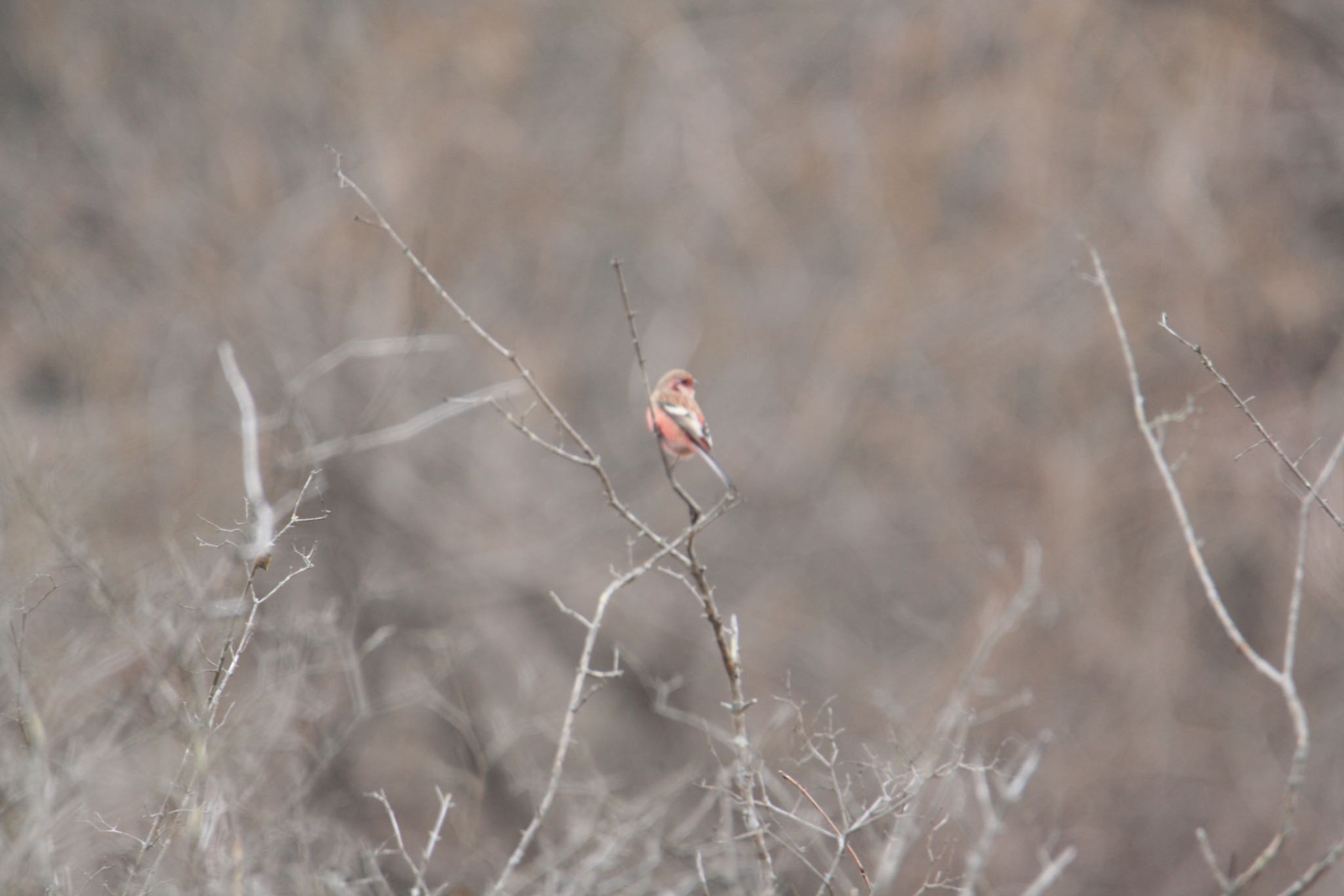 Photo of Siberian Long-tailed Rosefinch at  by Koutoku