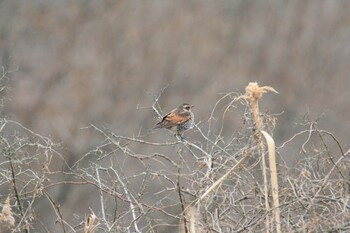 Dusky Thrush Unknown Spots Sun, 2/13/2022