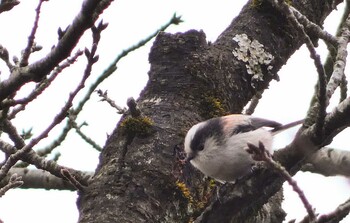 2022年2月13日(日) 東高根森林公園の野鳥観察記録