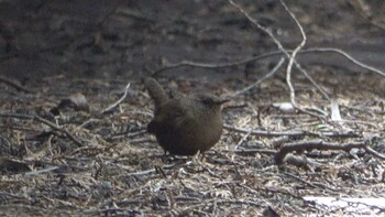 2022年2月13日(日) 尾高山の野鳥観察記録