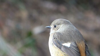 2022年2月13日(日) 三重県民の森の野鳥観察記録