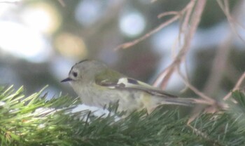 2022年2月13日(日) 真駒内公園の野鳥観察記録