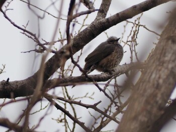 Brown-eared Bulbul 白幡沼(さいたま市) Sun, 2/13/2022