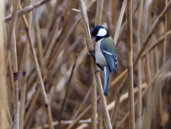 Japanese Tit 白幡沼(さいたま市) Sun, 2/13/2022