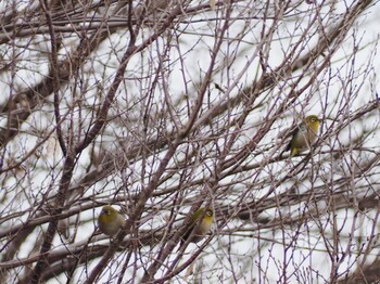 Warbling White-eye 白幡沼(さいたま市) Sun, 2/13/2022