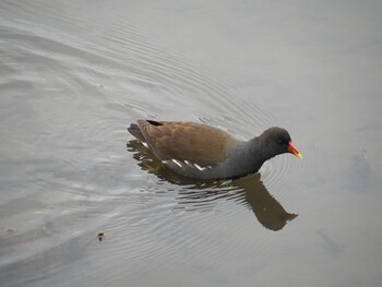 Common Moorhen 白幡沼(さいたま市) Sun, 2/13/2022