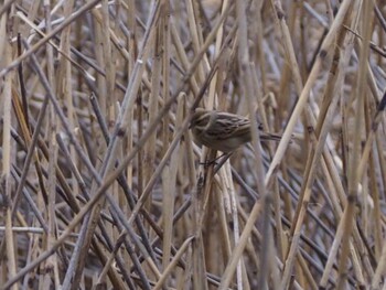 Common Reed Bunting 白幡沼(さいたま市) Sun, 2/13/2022