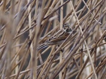 Common Reed Bunting 白幡沼(さいたま市) Sun, 2/13/2022