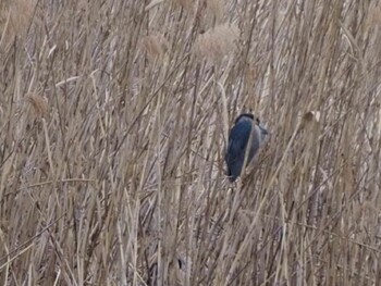 Black-crowned Night Heron 白幡沼(さいたま市) Sun, 2/13/2022