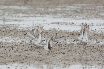 Sanderling 三重県 Mon, 9/4/2017