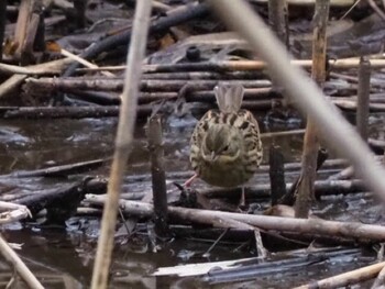 Masked Bunting 白幡沼(さいたま市) Sun, 2/13/2022