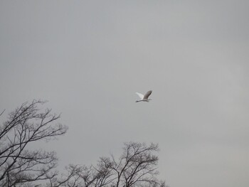 Great Egret 白幡沼(さいたま市) Sun, 2/13/2022