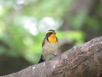 Narcissus Flycatcher 愛知県名古屋市 Unknown Date