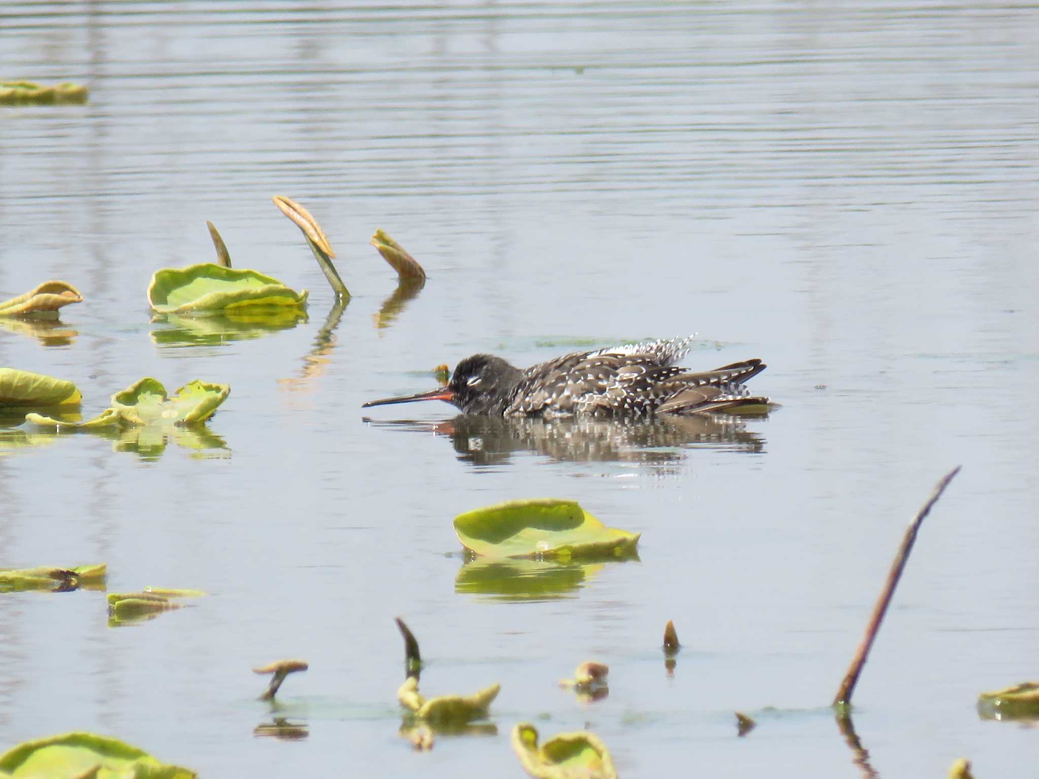 Photo of Spotted Redshank at 愛知県 by くーちゃる