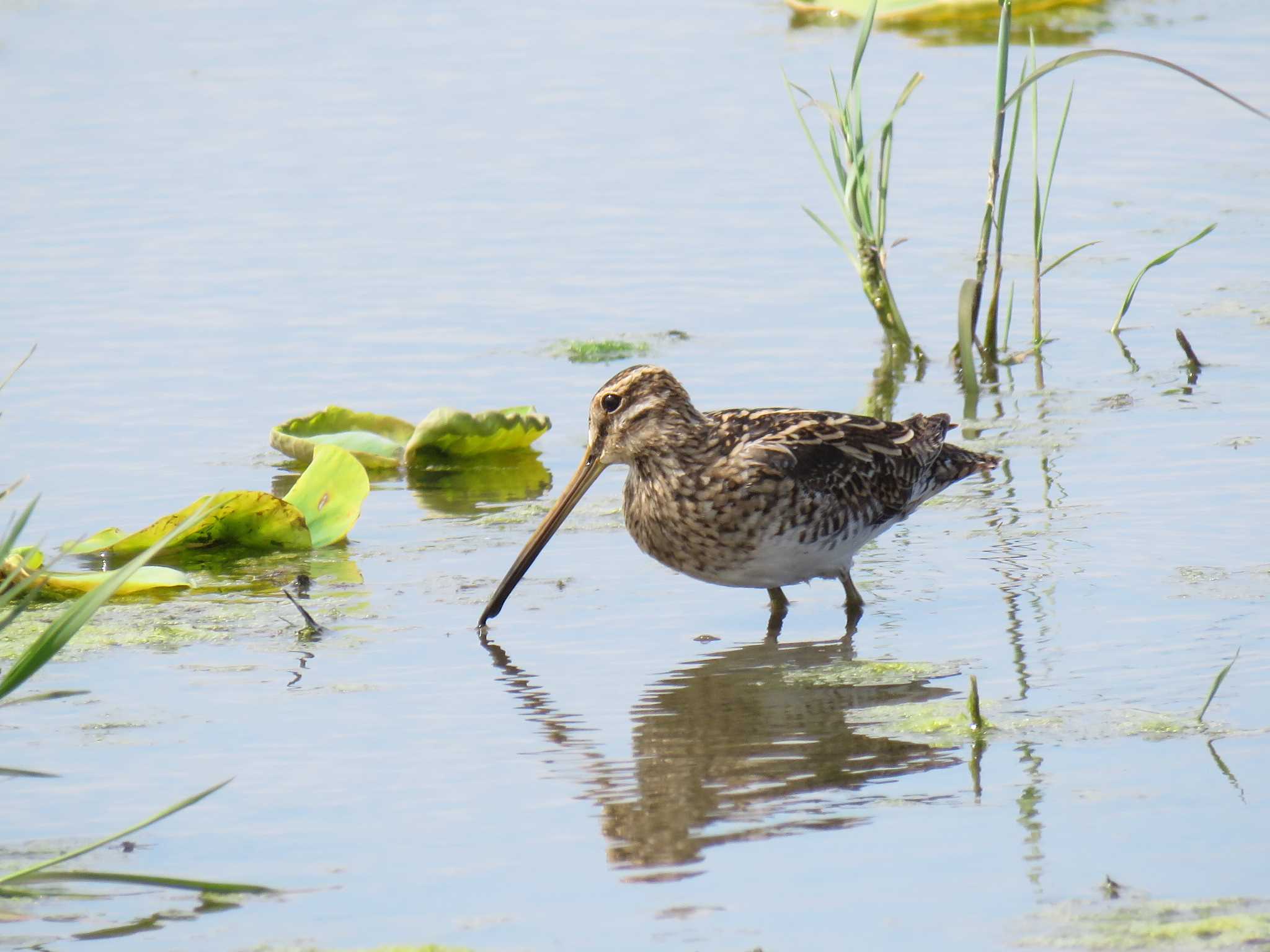 Photo of Common Snipe at 愛知県 by くーちゃる