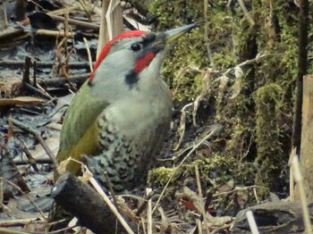 2022年2月13日(日) 舞岡公園の野鳥観察記録