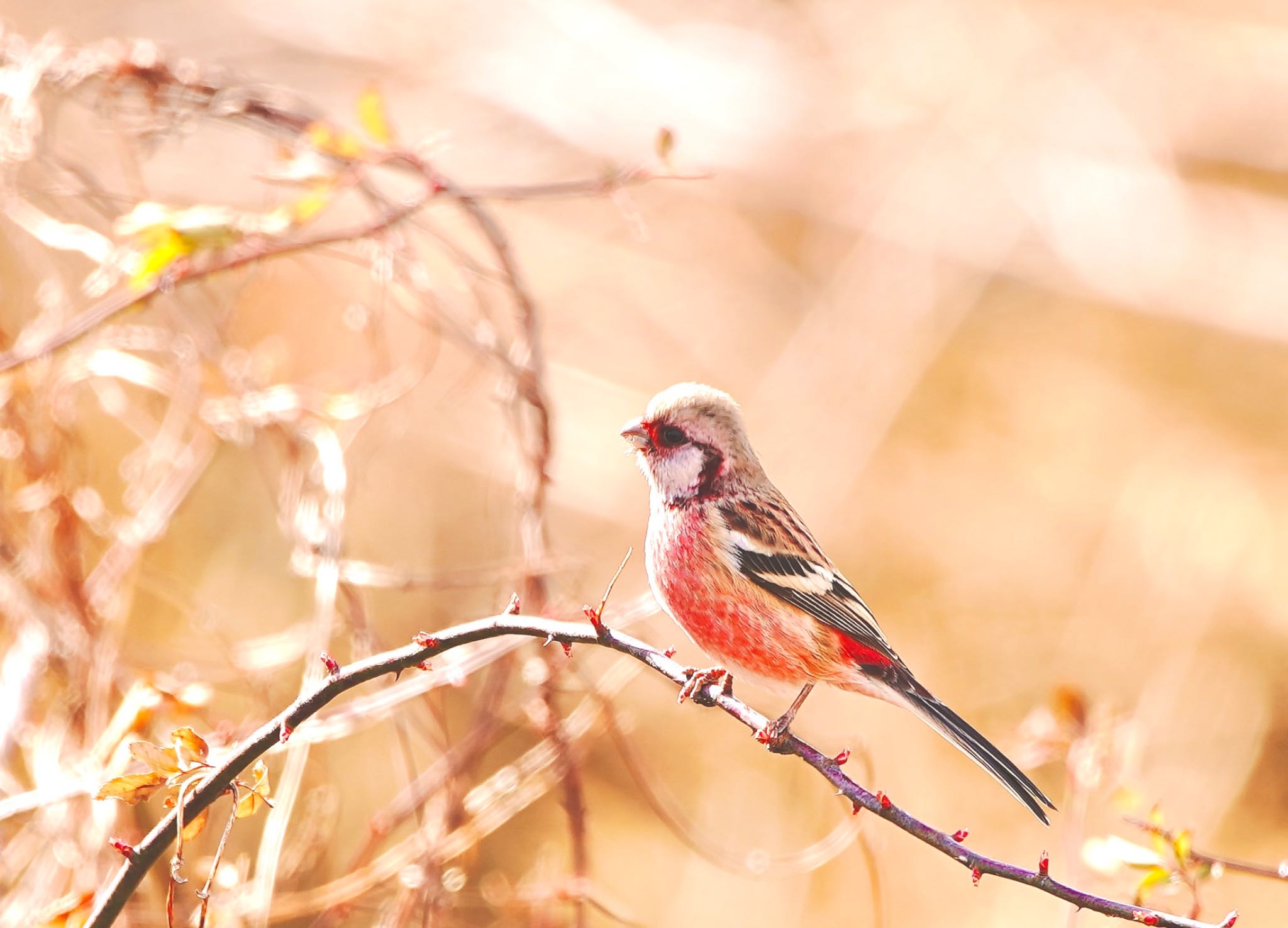 Photo of Siberian Long-tailed Rosefinch at 秋ヶ瀬公園付近 by しょうへいくん