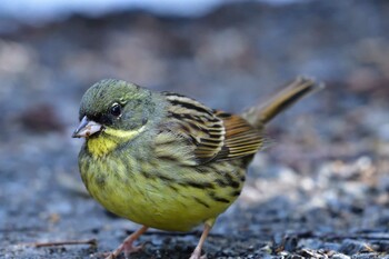 Masked Bunting 横浜自然観察の森 Sat, 2/12/2022