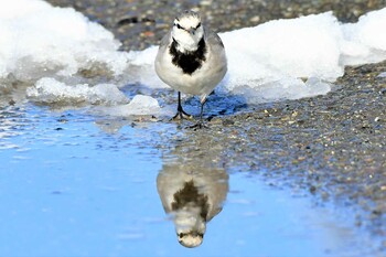 White Wagtail 近所の河川敷 Fri, 2/11/2022