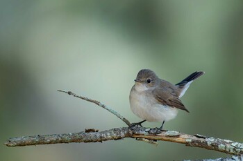 Red-breasted Flycatcher 山口県 Fri, 2/11/2022