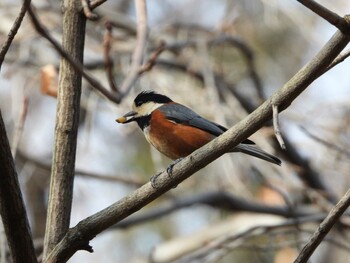 2022年2月12日(土) 都市緑化植物園(大阪府豊中市寺内)の野鳥観察記録