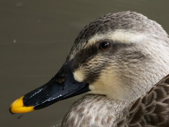 Eastern Spot-billed Duck Higashitakane Forest park Sun, 2/13/2022