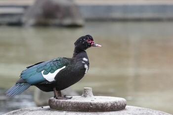 Muscovy Duck 檜町公園(東京ミッドタウン) Sun, 2/13/2022