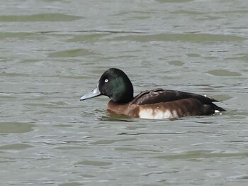 2022年2月7日(月) 北勢中央公園の野鳥観察記録