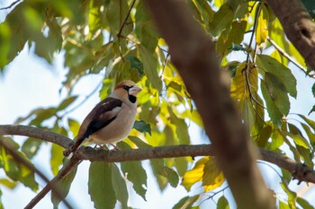 Hawfinch 奈良県 Sat, 2/12/2022