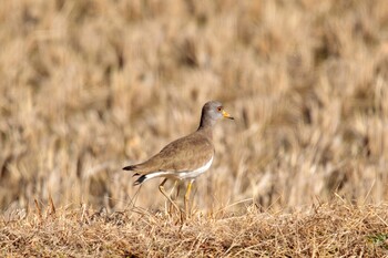 Grey-headed Lapwing 奈良県 Sat, 2/12/2022