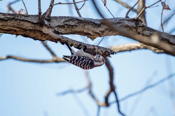 Japanese Pygmy Woodpecker 奈良県 Sat, 2/12/2022
