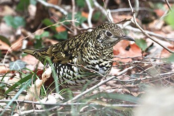 2022年2月13日(日) 座間谷戸山公園の野鳥観察記録