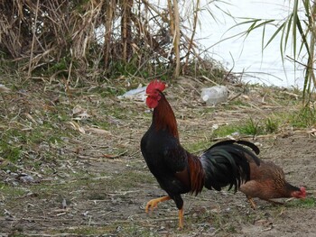 Unknown Species 淀川毛馬赤川 Mon, 2/7/2022